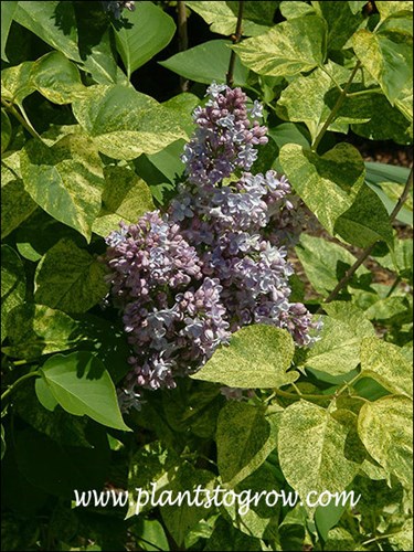 Aucubaefolia can have speckled gold variegation